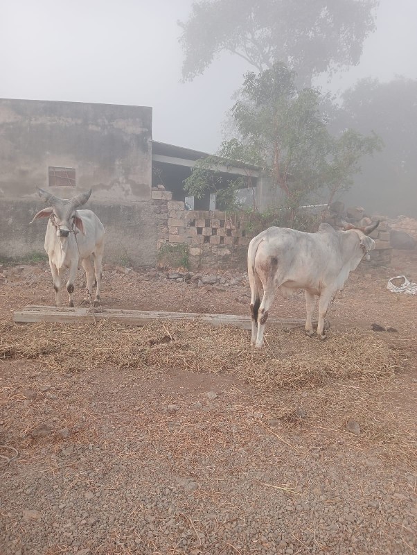 ગોઢલા વેચવા ના...