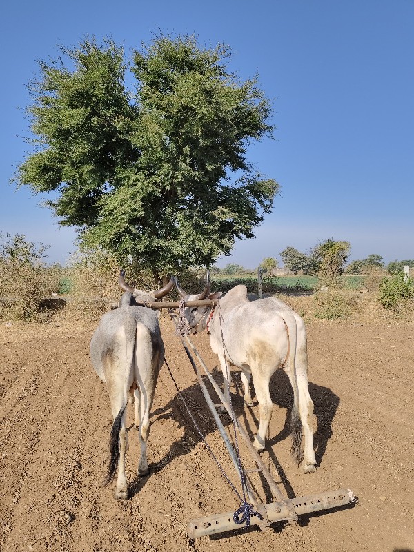 આખી જોઙ