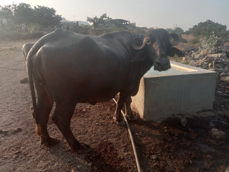 ભેંશ વેચવાની છે