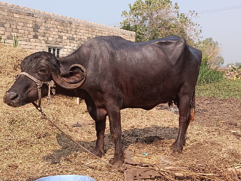 ભેંશ વેચવાની છે