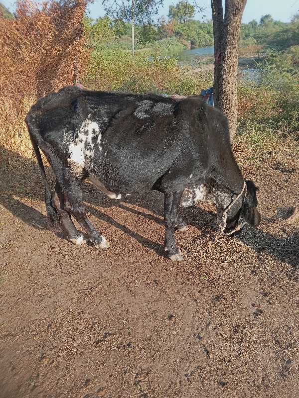 જર્સી
કિંમત માં...