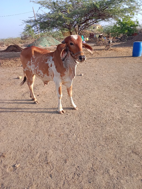 ૧ ગોદલો વેચવાનો...