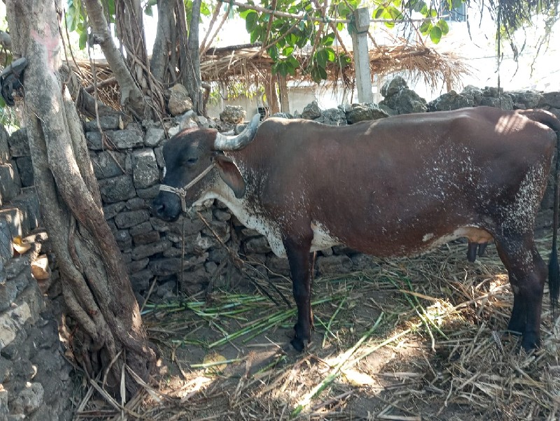 ગાય વેશવાની છે