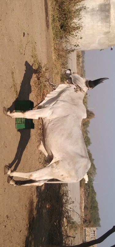 આવો ગોધલો લેવાન...