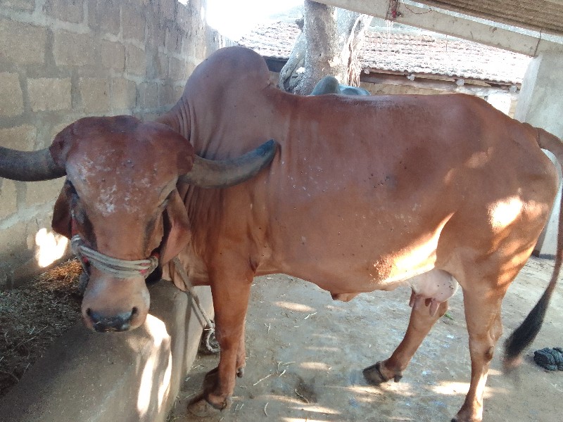 ગાય વેચવાની છે