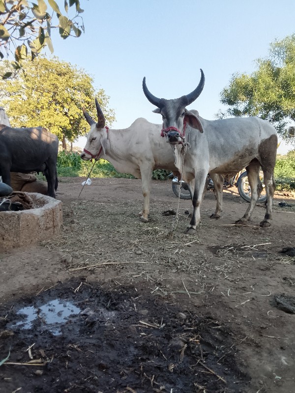 ફુલ હાલતા છે