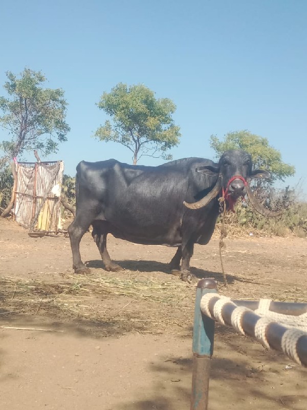 આ ભેંસ વેચવાની...