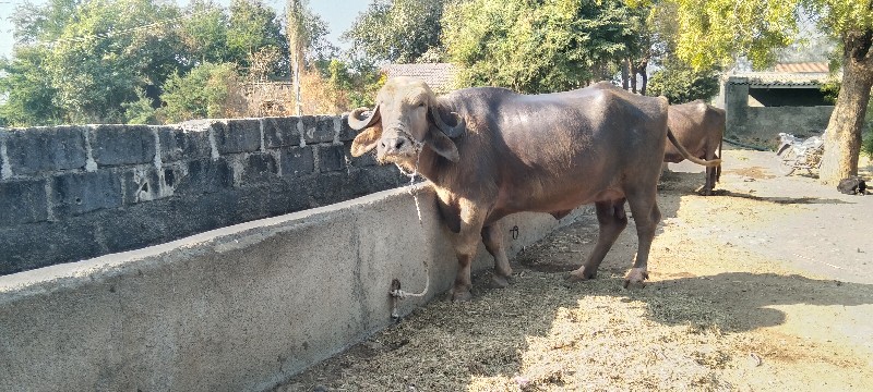 ભૂરી સંદરી