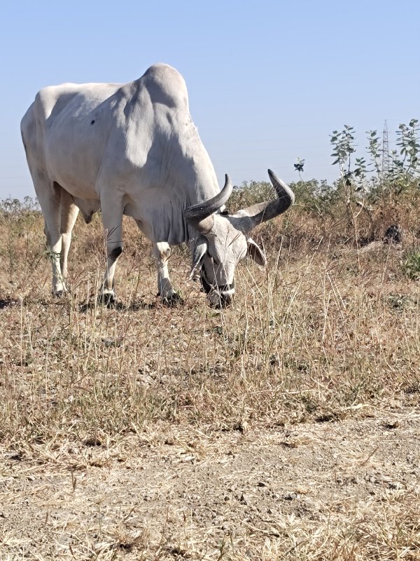 આ ના જેવો બળદ લ...