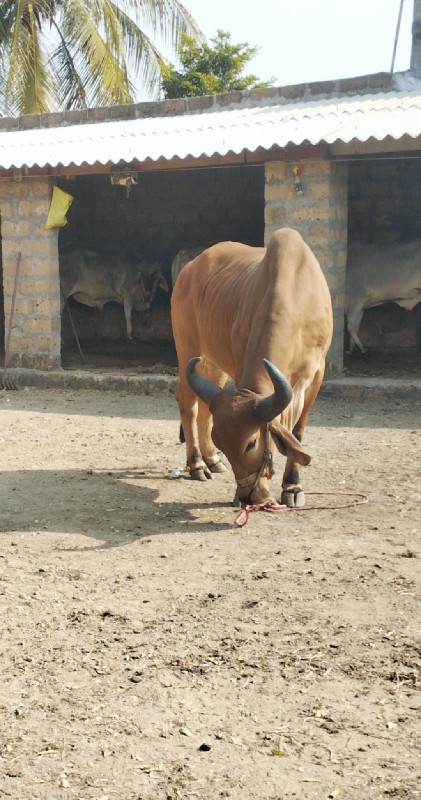 બળદ વેચવા ના છે