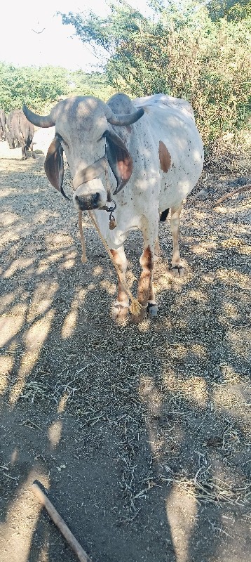 ગાય વેચવાની છે