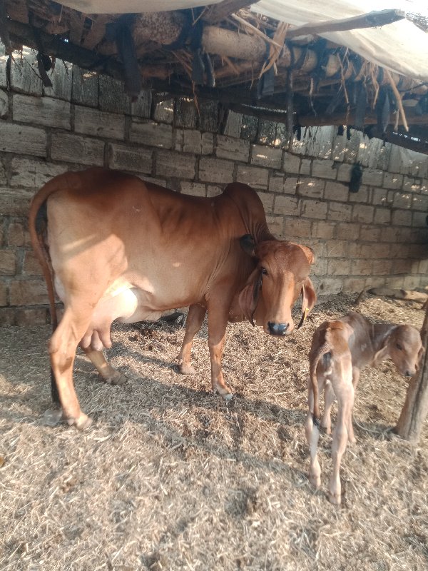 ગાય વેચવાની છે