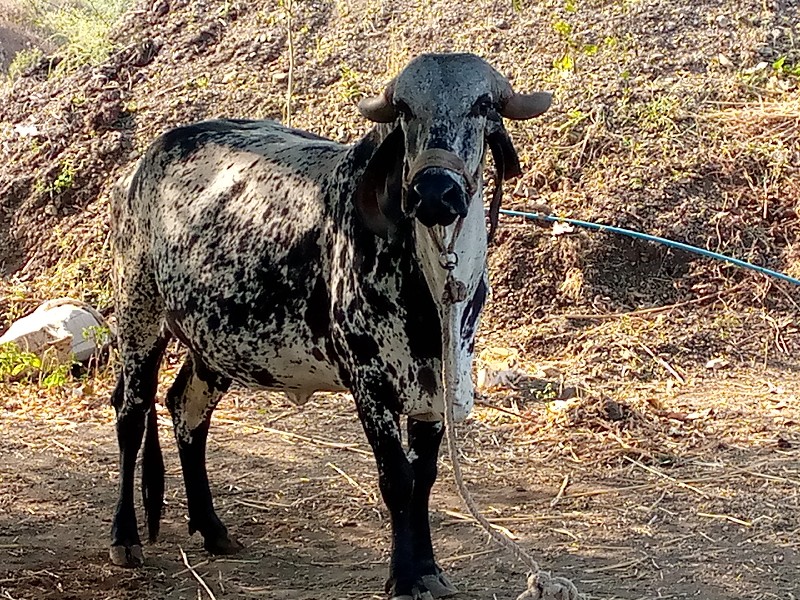 ગાય વેચવાની છે