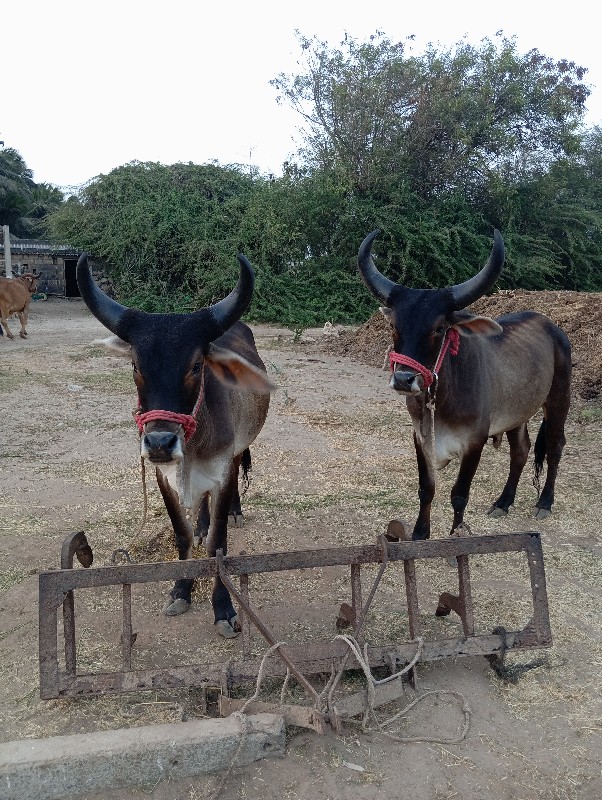 બળધ  ગોડલા