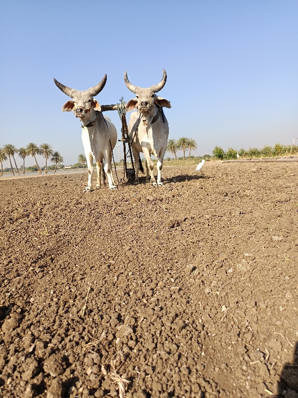 ગોઢલા વેચવાના છ...