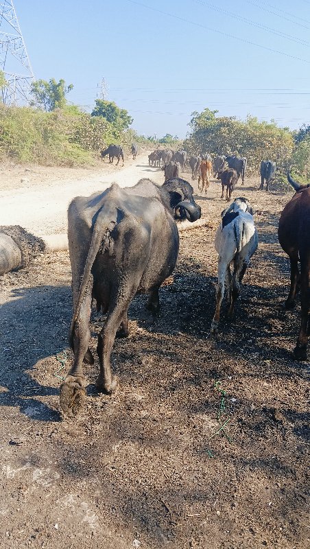 ભેંસ વેચવાની છે