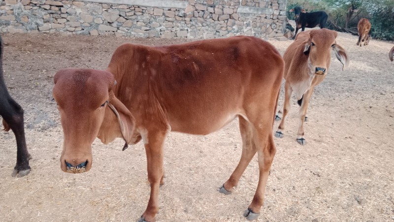 આ ત્રણ વાસડીઓ વ...