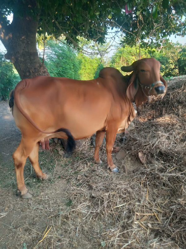 ગાય વેચવાની છે