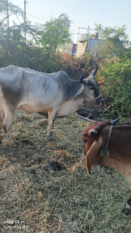 ગાય વેચવાનીછે