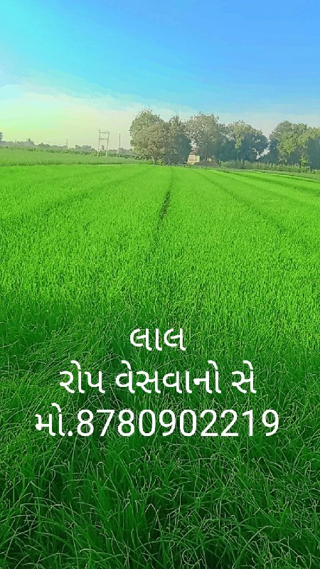 લાલ રોપ વેસવાંન...