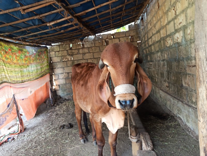 ગીર ગાયની વાડી...