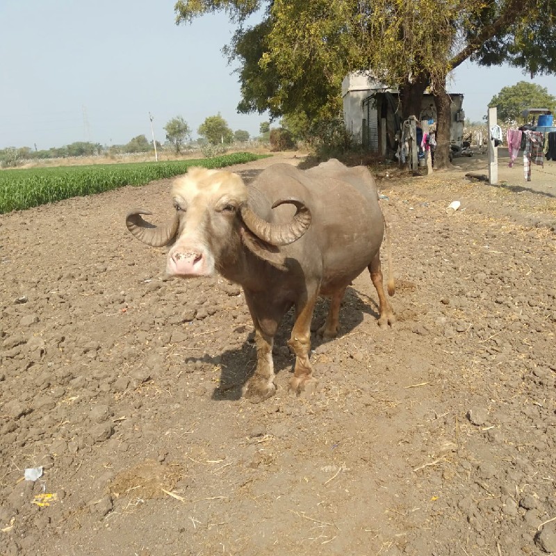 ભુરી ભેંસ વેચવા...