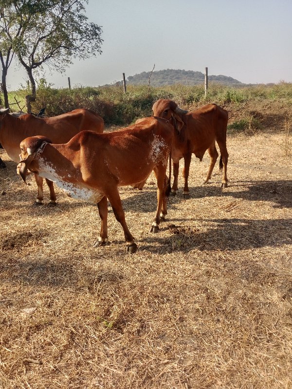 ગોઢલા. વેચવાનાચ...