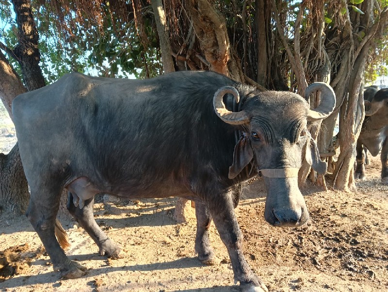 વેસવાની છે