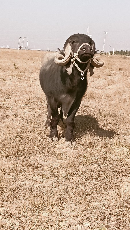 પાડો વેચવાનો છે