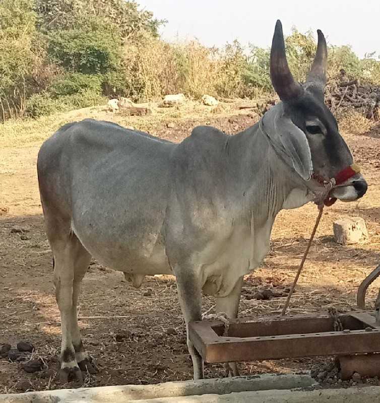 ગોધલા વેસવાનાસે