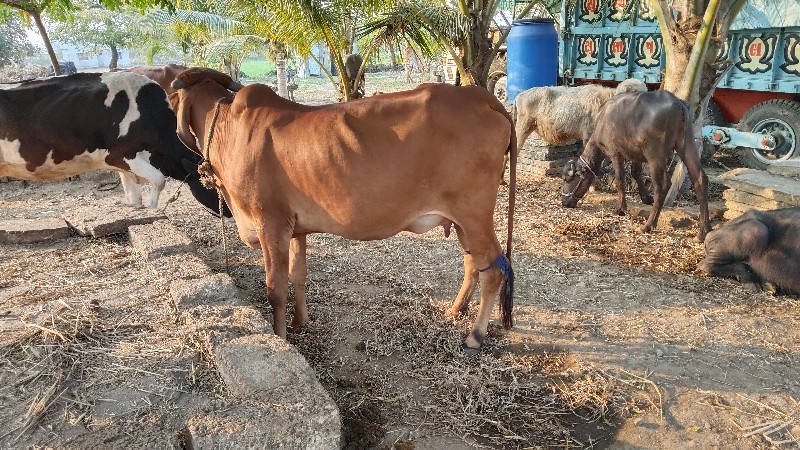 ગાય વેસવાની છે