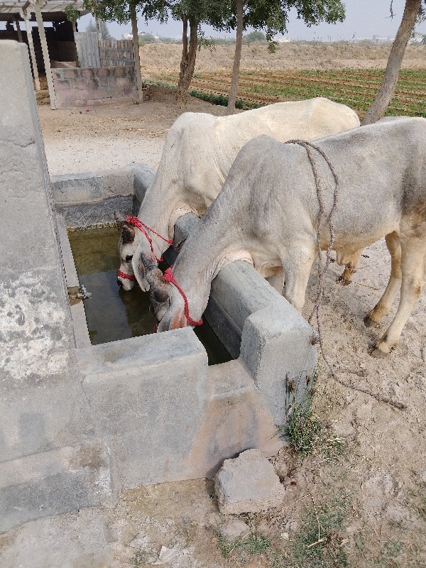 વાસડા વેચવાના છ...