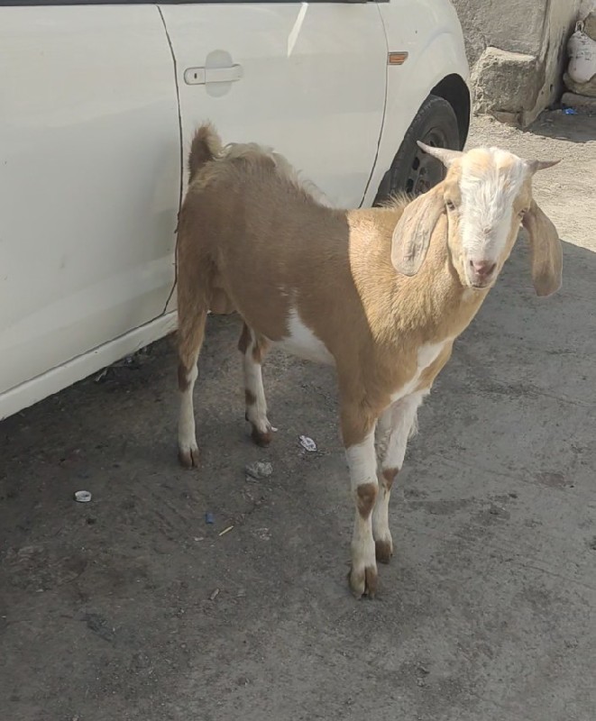 2 Patira Bakra