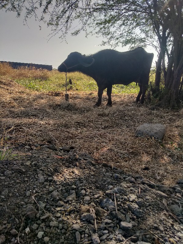 ભેંસ વેચવાની છે