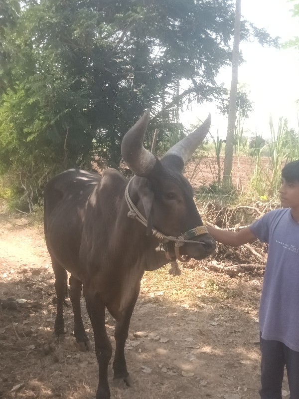 ગૉઢલોવેછવાનોછેચ...