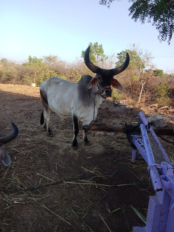 ગોડલો વેચવાનો છ...