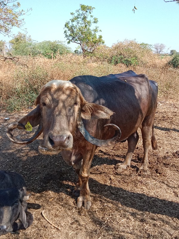 પૂરી ભેંસ વેચવા...