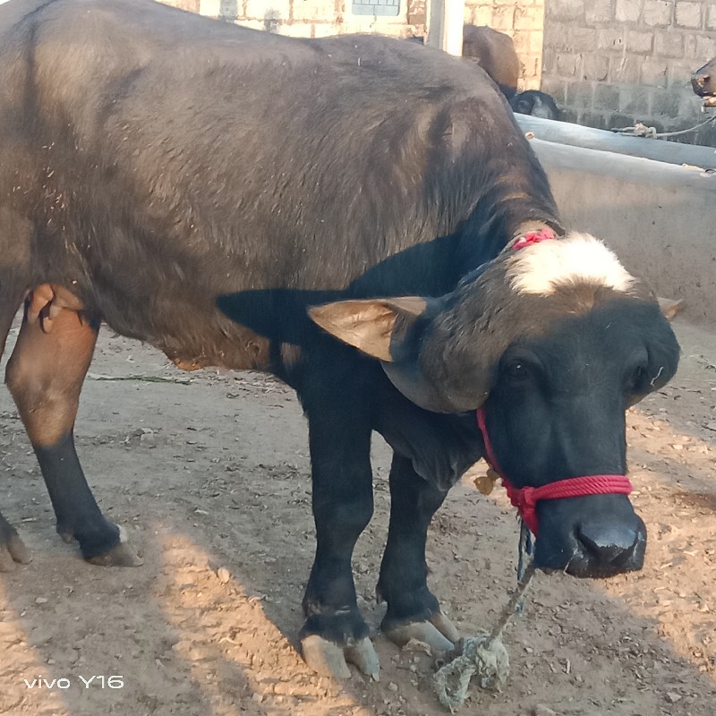 તન કરેલિ વેચવાન...