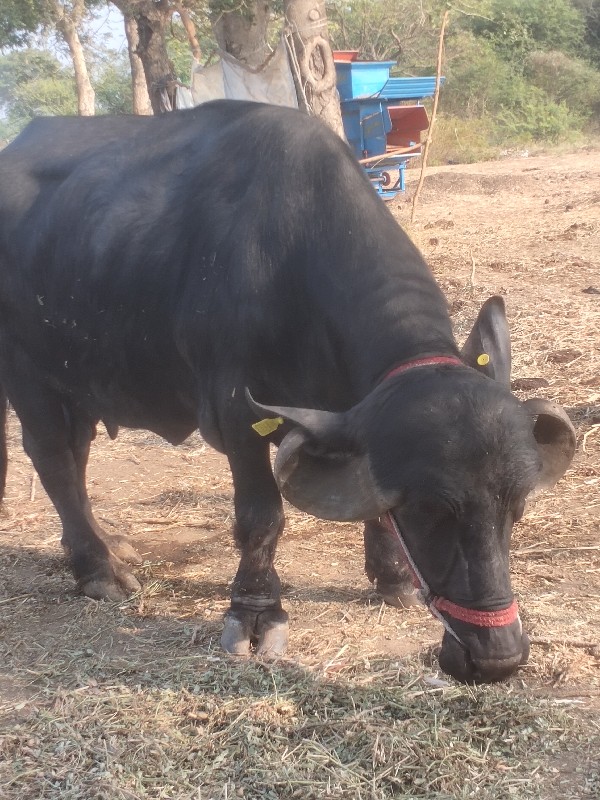 ભેંસ વેચવાની છે...