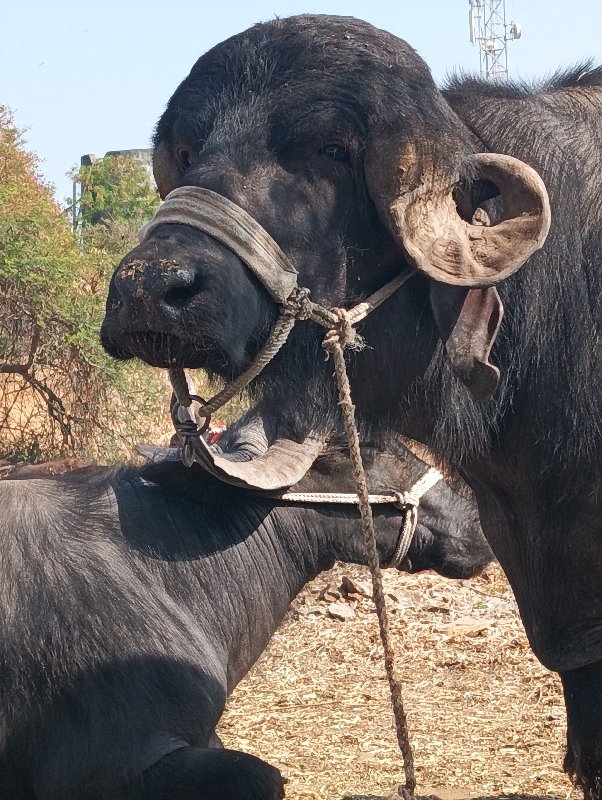 પાડો વેચવાનો છે