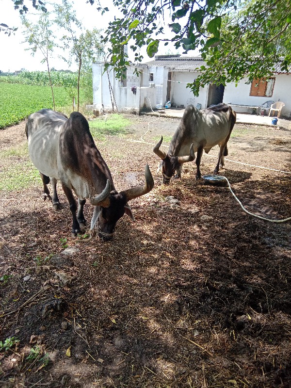 વઢીયારા બળદ વેચ...