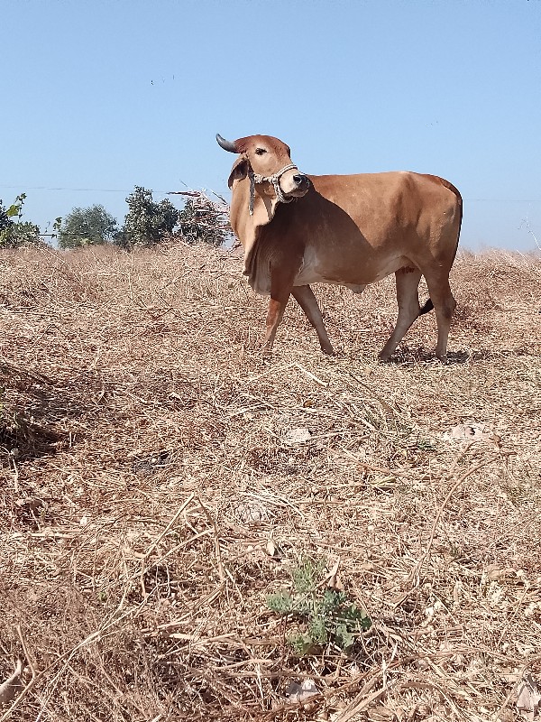 પેલવેતરી.હોડકીવ...