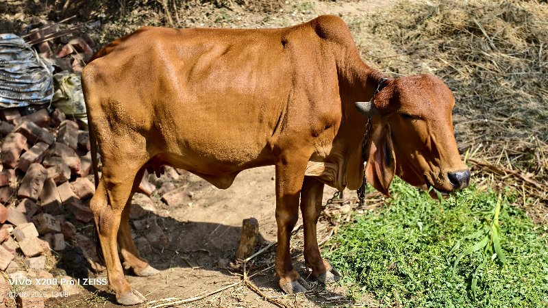 ગીર ગાય બીજુંવે...