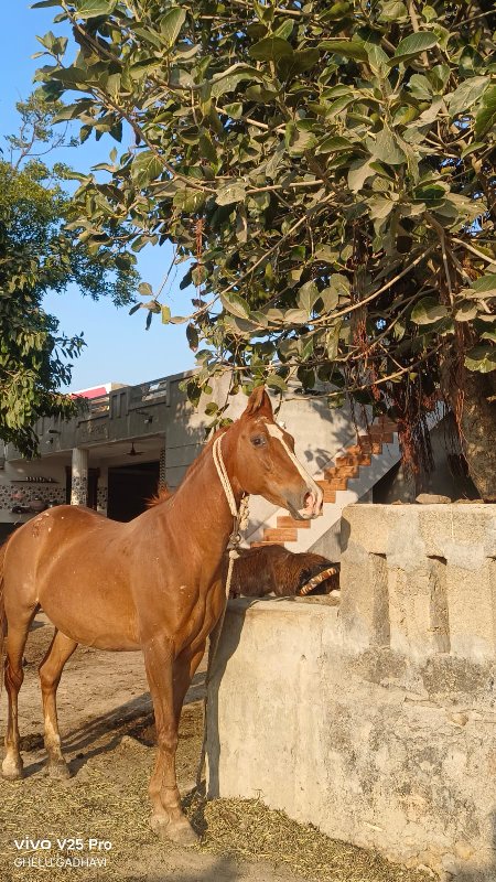 ઘોડી વેચવાની છે...