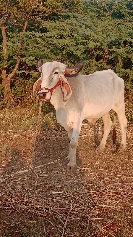 દેવીપુજક લે વેચ