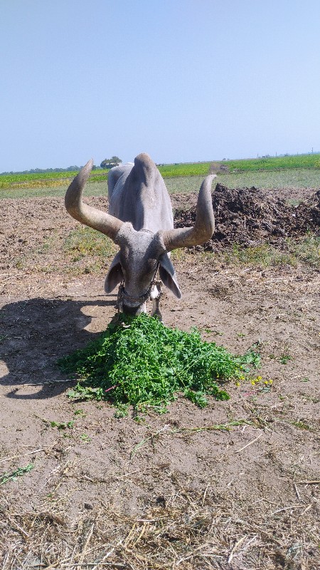 બળદ વેચવનો સે