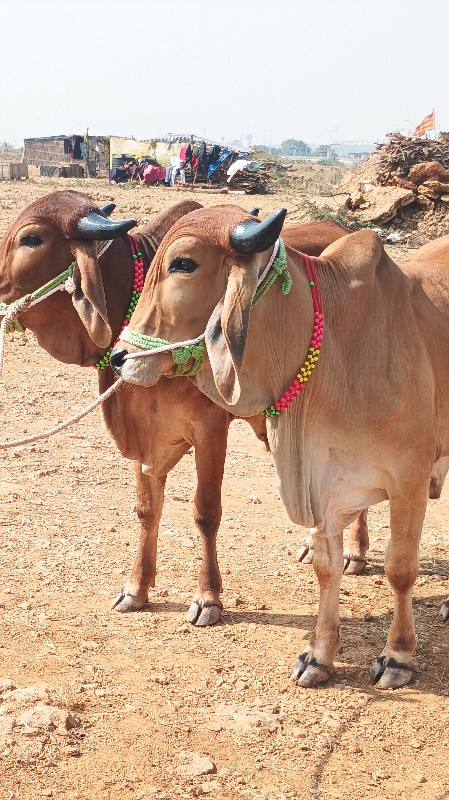 વેચવાનું છે