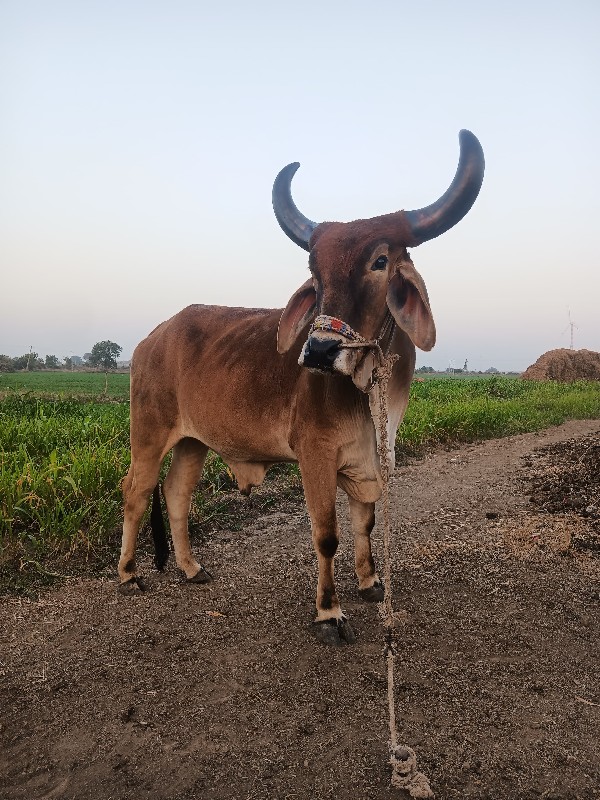 બળદ વેચવાના છે