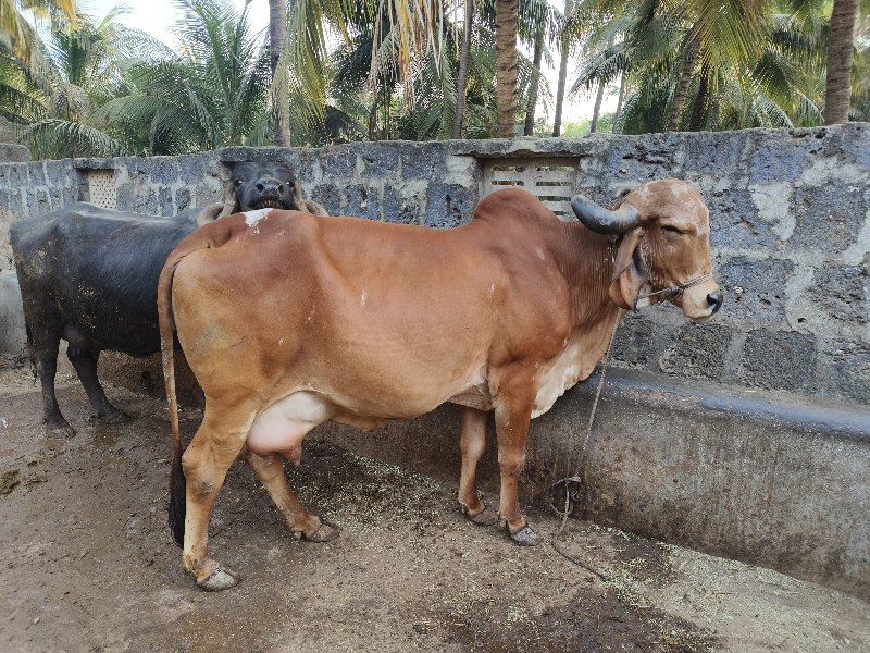 ગાય વેચવાની છે