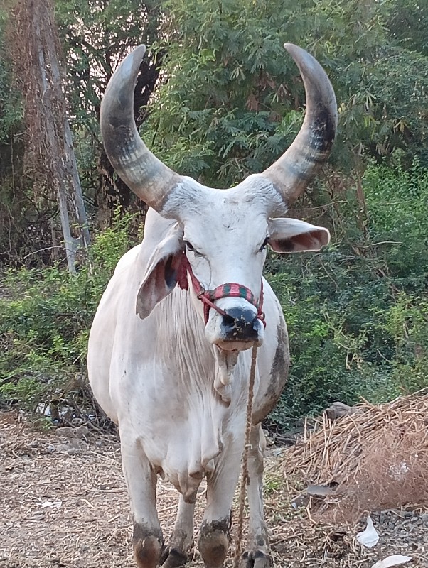 આ ગોઢલો વેચવાનો...